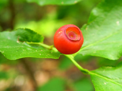 Vaccinium coccineum