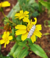 Utetheisa pulchelloides vaga