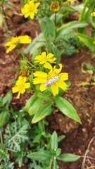 Utetheisa pulchelloides vaga