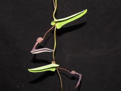Aristolochia chachapoyensis