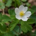 False Rue Anemone - Photo (c) Nate Martineau, some rights reserved (CC BY), uploaded by Nate Martineau