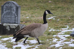 Branta canadensis moffitti