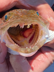 Deep-Sea Flathead photo 5