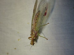 Ditaxis meridiei