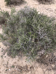Tetradymia spinosa