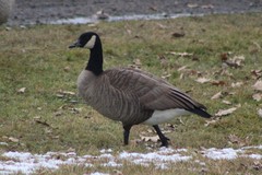 Branta canadensis parvipes