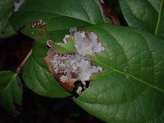 Cameraria gaultheriella