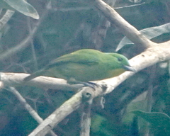 Vireolanius pulchellus