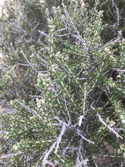 Tetradymia spinosa