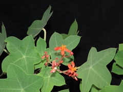 Jatropha humboldtiana