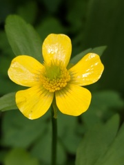 Ranunculus hispidus nitidus
