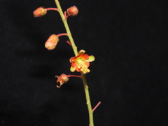 Arquita celendiniana