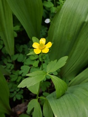 Ranunculus hispidus nitidus