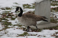 Branta canadensis moffitti