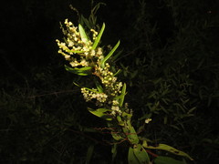 Muehlenbeckia sagittifolia