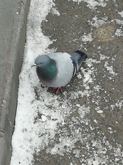 Columba livia domestica