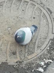 Columba livia domestica