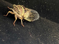 Diceroprocta viridifascia