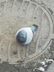Columba livia domestica