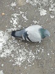 Columba livia domestica