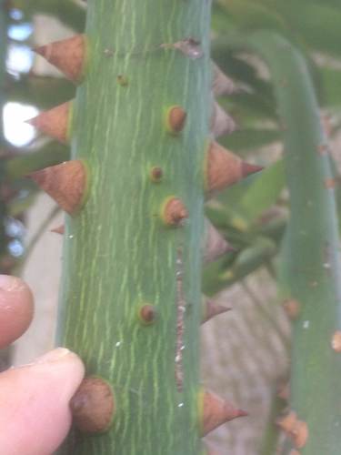 Ceiba pentandra