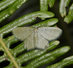 Maxates melancholica