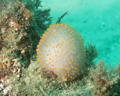 Polycitor giganteus
