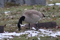Branta canadensis moffitti