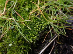 Pleuridium acuminatum