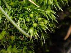 Pleuridium acuminatum