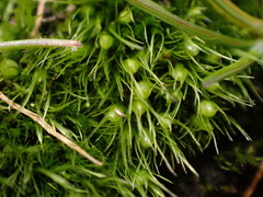 Pleuridium acuminatum