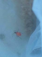 Dysdercus fulvoniger