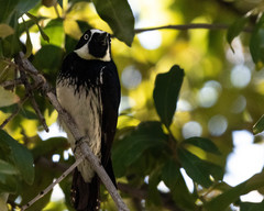 Melanerpes formicivorus