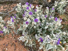 Solanum lasiophyllum