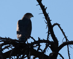 Accipiter cooperii