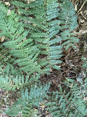 Polystichum silvaticum