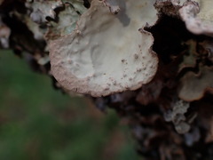 Lobaria hallii