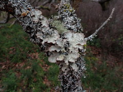 Lobaria hallii