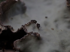 Lobaria hallii