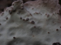 Lobaria hallii