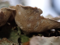 Lobaria hallii