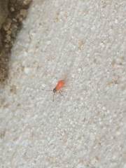 Dysdercus fulvoniger