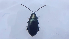 Phyllotreta