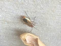 Dysdercus fulvoniger