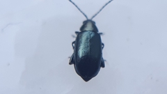 Phyllotreta