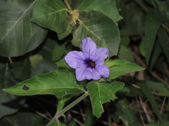 Ruellia spectabilis