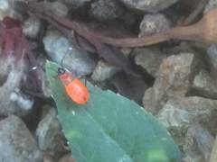 Dysdercus fulvoniger