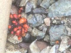 Dysdercus fulvoniger