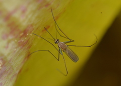 Tripteroides caledonicus