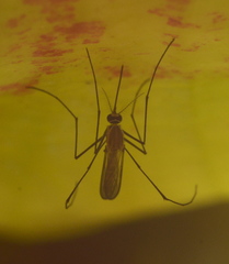 Tripteroides caledonicus